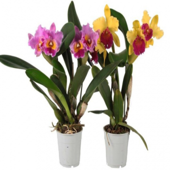 ������� ������� � ������������