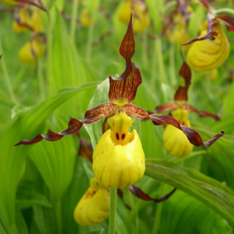 ������� ����������� �����������