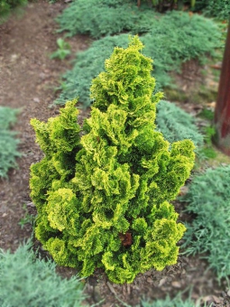 ����������� ������ 50/23 (prof)