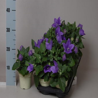 ���������� ����������� ��� 25/23