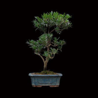 ������ ���������� 30��