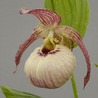 ������� ����������� �����