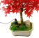 Tropf-Blumat Bonsai / ����� ������ ������ (11701)