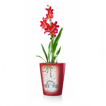 Lechuza Deltini PREMIUM