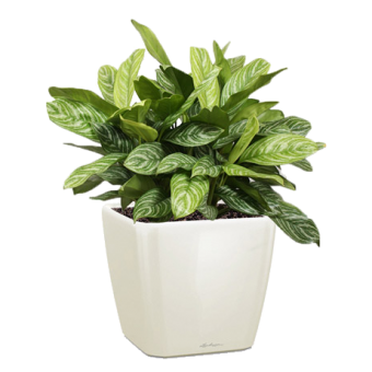 ��������� ������� ���� + QUADRO LS 21