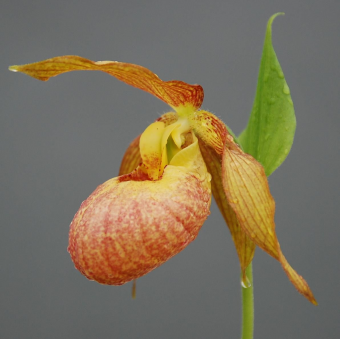 ������� ����������� �����