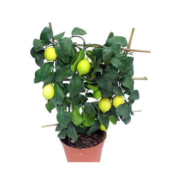 ������ �������� 35/12 (prof)