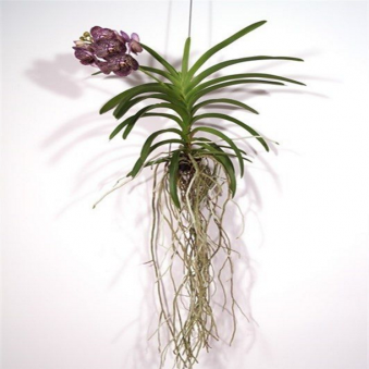 ������� ����� ����� ���� (���������)