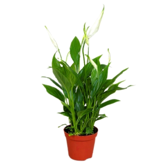 ����������� ���� ���� 70/17