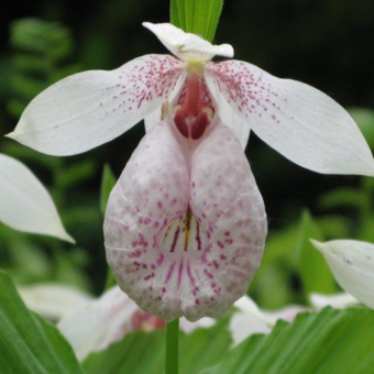 ������� ����������� ����������