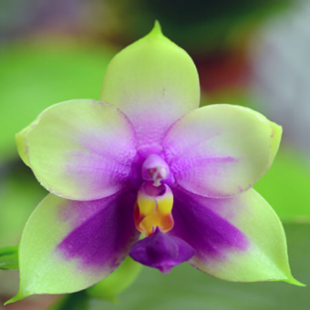 ������� ���������� ����������� ������