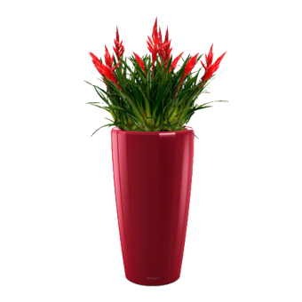 ������� ������ + RONDO 32