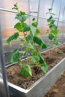 ���������� ��� ������ ������������