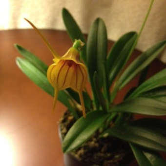 ������� ����������� ������