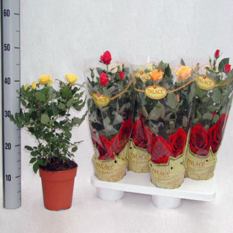 ����� ���� 45/17