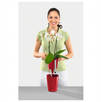 Lechuza Deltini PREMIUM