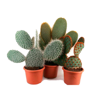 ������ ������� 25/10