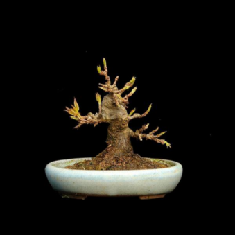 ������ �˨� 20�� �������