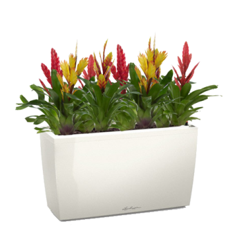 ���� �� ����������� + CARARO