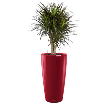 ������� ��������� + RONDO 32