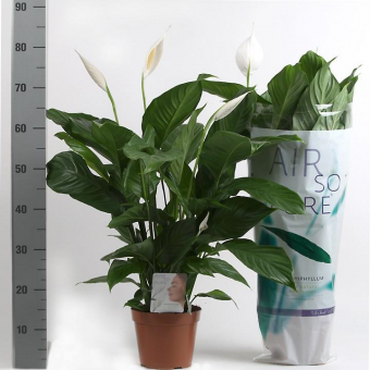 ����������� ����� 75/17