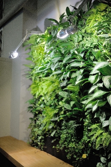 �������������� Sunlight ���� (230 ��)