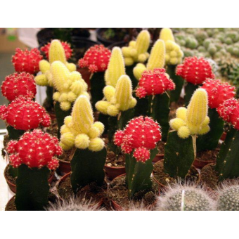 ������������� 15/8