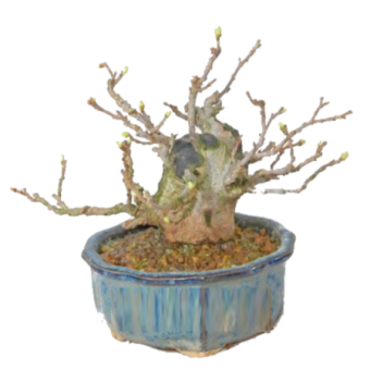 ������ ��������� �������� 15��