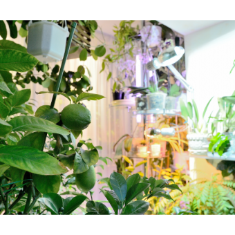 �������������� Sunlight ����� (230 ��)