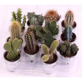 ������ ���� 20/8