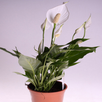 ����������� ������ 55/12