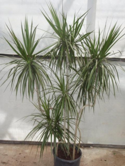 ������� ��������� (30+10) 90/17