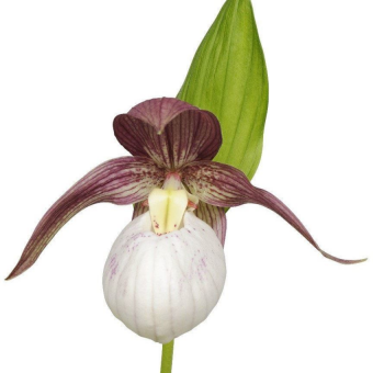 ������� ����������� ������������ ���-���