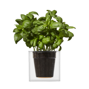 BOSKKE CUBE, LARGE