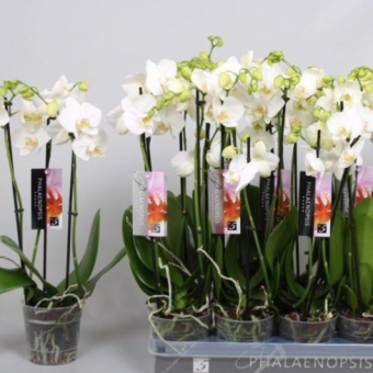 ������� ���������� ������ �������