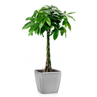 ������ �������� + QUADRO LS 35