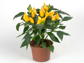 �������� (�����) ������� ����� 40/12