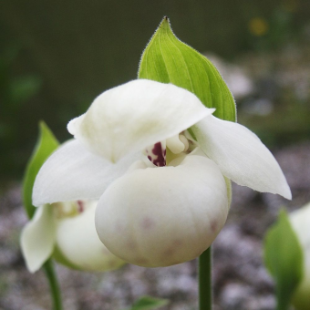 ������� ����������� ������ �����