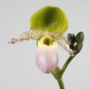 ������� ������������ ��������, �����