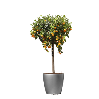 ������ ������� ������ 150/46