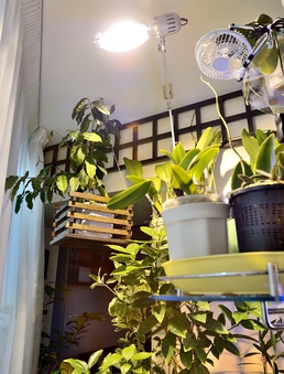 �������������� Sunlight ����� (230 ��)