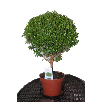 ���� �� ������ 30/12