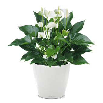 �������� ������� ����� + ����� Classico LS 21