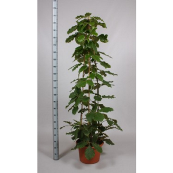 ����������� 150/27