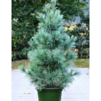 ����� ��������� ������� 70/31