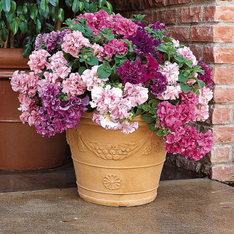 ������ ���� 20/10