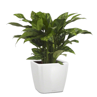 ��������� ����� + QUADRO LS 21