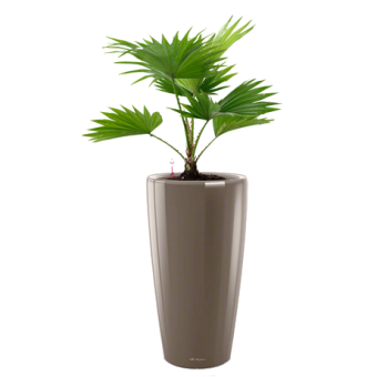 ��������� ������������ + RONDO 32