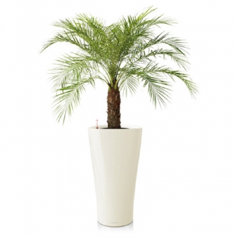 ����� �������� + DELTA 30