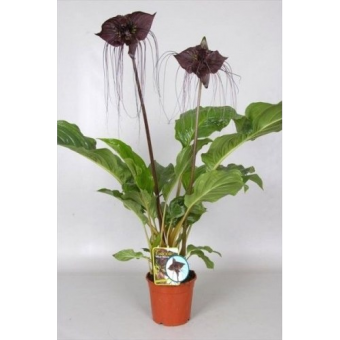 ����� 100/19